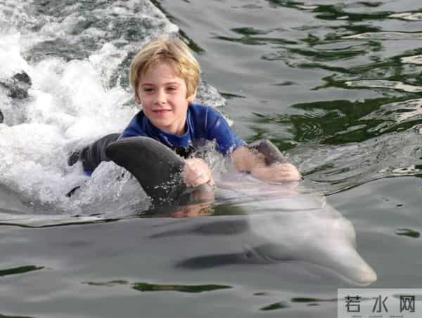 男子游泳被鲨鱼袭击幸有海豚相救
