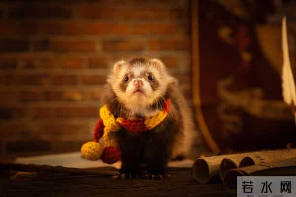 男子花150美元买狗结果是巴西老鼠