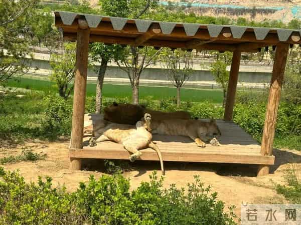 女生餐馆吃饭一抬头发现店家全午睡