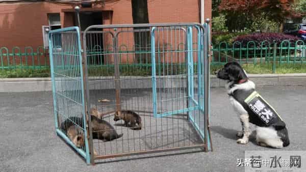 bingo,火遍全网！警犬BINGO是如何走上“犬”生巅峰的？