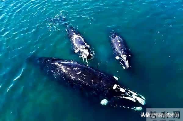 世界上最大的睾丸,世界上睾丸最大的动物，一粒睾丸大如一头牛，比蓝鲸睾丸还大10倍