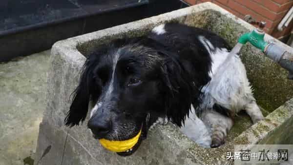 bingo,火遍全网！警犬BINGO是如何走上“犬”生巅峰的？