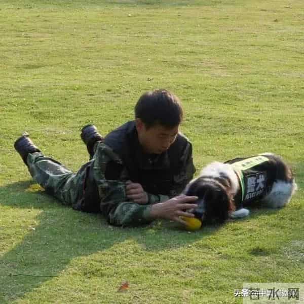 bingo,火遍全网！警犬BINGO是如何走上“犬”生巅峰的？