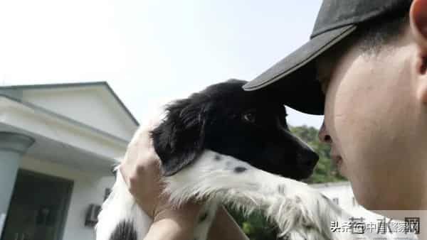 bingo,火遍全网！警犬BINGO是如何走上“犬”生巅峰的？