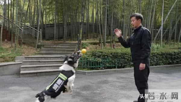 bingo,火遍全网！警犬BINGO是如何走上“犬”生巅峰的？
