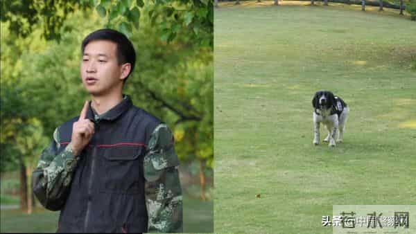 bingo,火遍全网！警犬BINGO是如何走上“犬”生巅峰的？