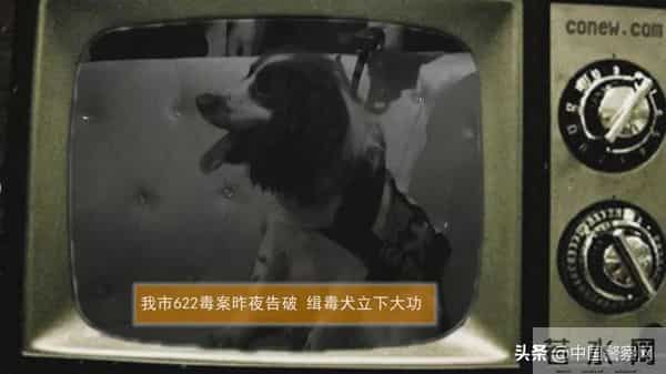 bingo,火遍全网！警犬BINGO是如何走上“犬”生巅峰的？