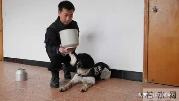 bingo,火遍全网！警犬BINGO是如何走上“犬”生巅峰的？