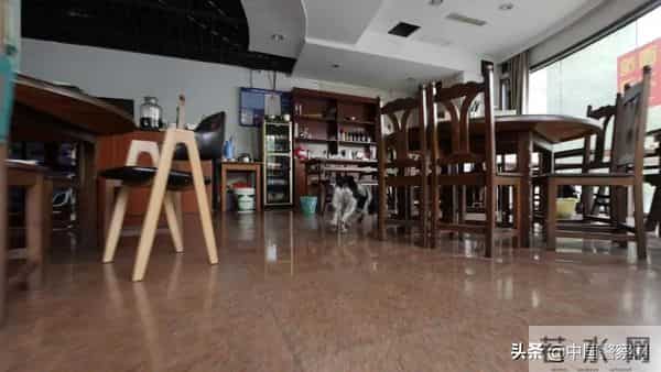 bingo,火遍全网！警犬BINGO是如何走上“犬”生巅峰的？