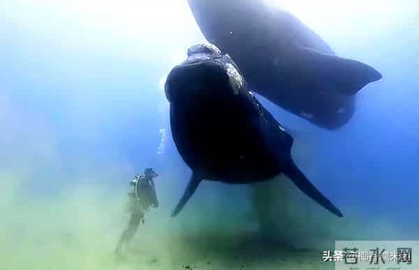 世界上最大的睾丸,世界上睾丸最大的动物，一粒睾丸大如一头牛，比蓝鲸睾丸还大10倍