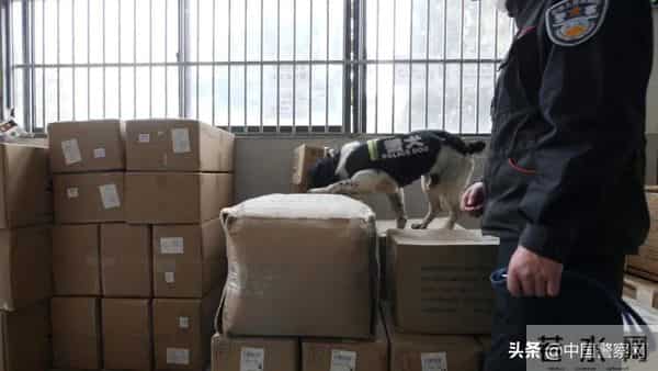 bingo,火遍全网！警犬BINGO是如何走上“犬”生巅峰的？