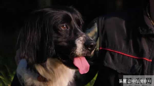 bingo,火遍全网！警犬BINGO是如何走上“犬”生巅峰的？