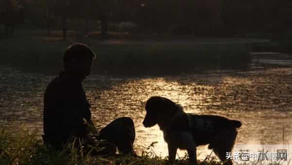 bingo,火遍全网！警犬BINGO是如何走上“犬”生巅峰的？