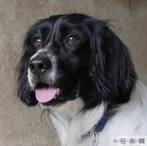 bingo,火遍全网！警犬BINGO是如何走上“犬”生巅峰的？