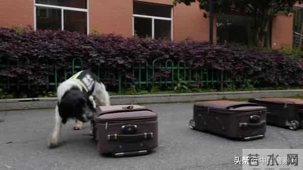 bingo,火遍全网！警犬BINGO是如何走上“犬”生巅峰的？