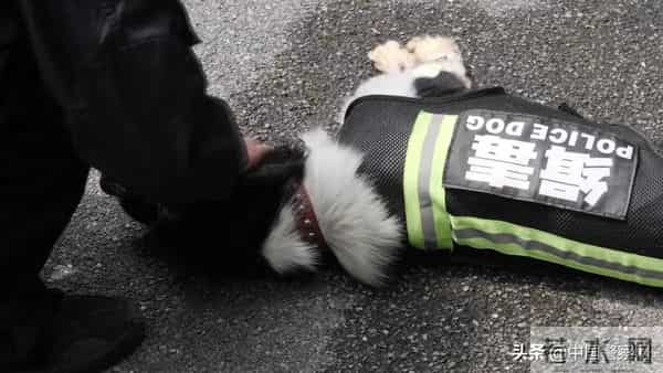 bingo,火遍全网！警犬BINGO是如何走上“犬”生巅峰的？