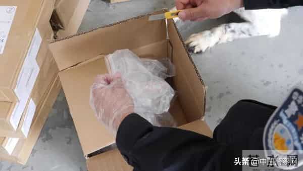 bingo,火遍全网！警犬BINGO是如何走上“犬”生巅峰的？