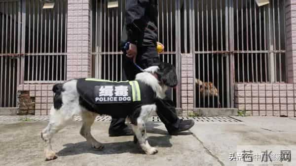 bingo,火遍全网！警犬BINGO是如何走上“犬”生巅峰的？