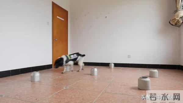 bingo,火遍全网！警犬BINGO是如何走上“犬”生巅峰的？