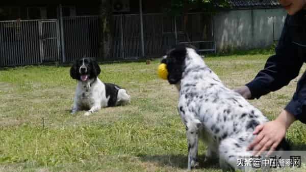 bingo,火遍全网！警犬BINGO是如何走上“犬”生巅峰的？