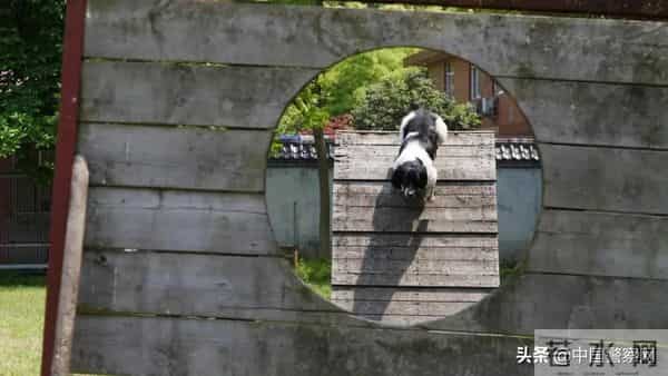 bingo,火遍全网！警犬BINGO是如何走上“犬”生巅峰的？