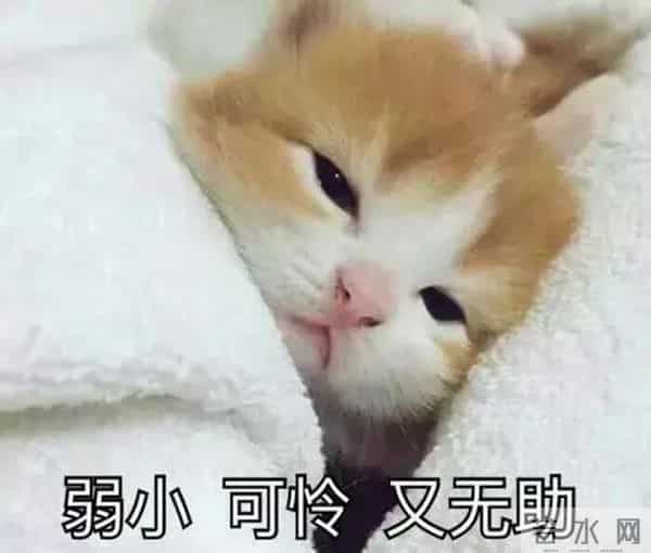 尼坤酒驾,自夸天生车手的陈乔恩酒驾被捕,或许是胡彦斌高晓松的教训没背熟