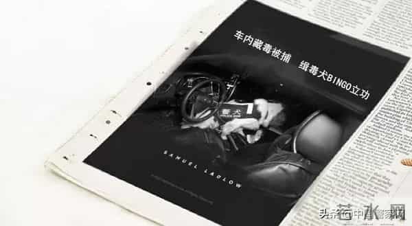 bingo,火遍全网！警犬BINGO是如何走上“犬”生巅峰的？