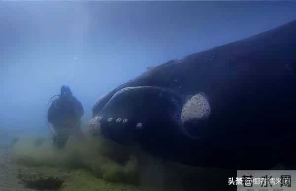 世界上最大的睾丸,世界上睾丸最大的动物，一粒睾丸大如一头牛，比蓝鲸睾丸还大10倍