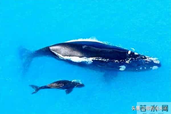 世界上最大的睾丸,世界上睾丸最大的动物，一粒睾丸大如一头牛，比蓝鲸睾丸还大10倍