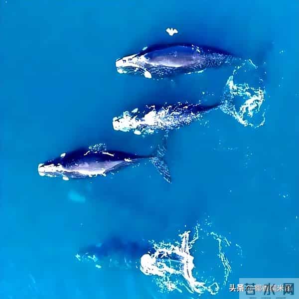 世界上最大的睾丸,世界上睾丸最大的动物，一粒睾丸大如一头牛，比蓝鲸睾丸还大10倍