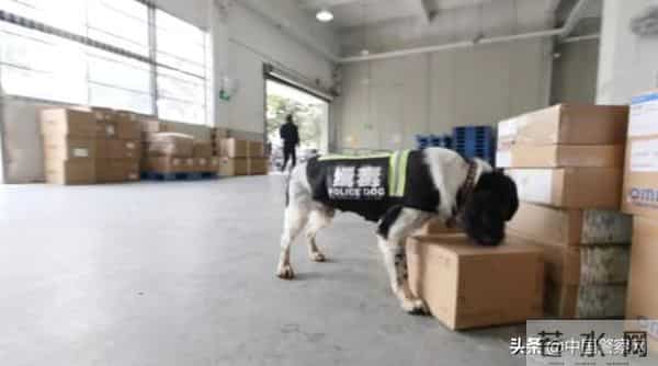 bingo,火遍全网！警犬BINGO是如何走上“犬”生巅峰的？