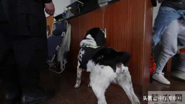 bingo,火遍全网！警犬BINGO是如何走上“犬”生巅峰的？