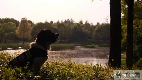 bingo,火遍全网！警犬BINGO是如何走上“犬”生巅峰的？