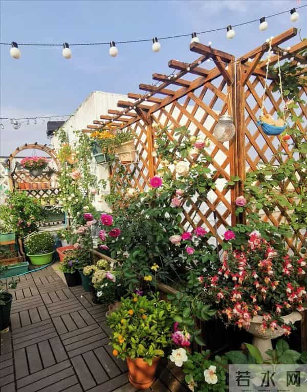 53岁杨钰莹晒出独居生活：一个人，养花种菜，与狗相伴，好自在！