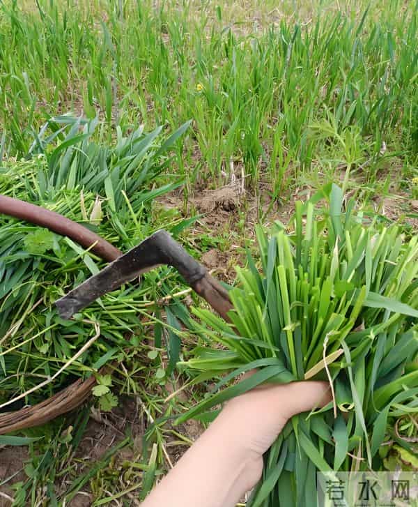 倾家荡产120万上星光大道, 惨被淘汰后, 负债40万的她近况令人唏嘘