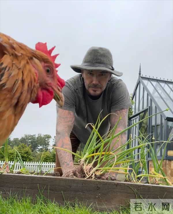 贝克汉姆圆梦封爵!一手牵贝嫂一手牵小七,俩儿子像“保镖”