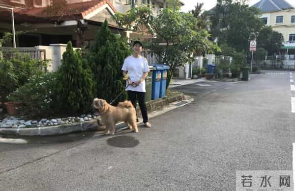 71岁朱咪咪近况曝光,回香港献唱身形消瘦,长居新加坡享儿孙之福