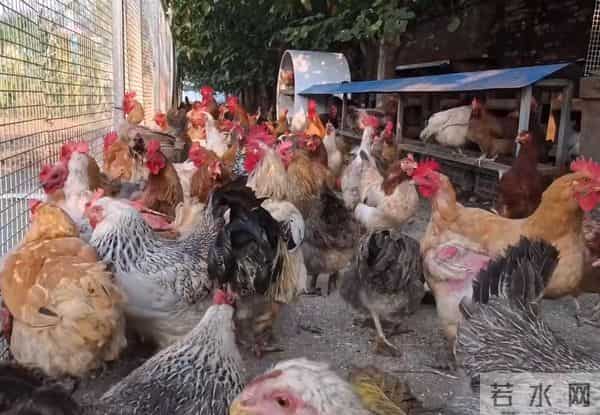 马天宇带着两筐土鸡蛋录制节目，林更新毒舌调侃：你自己孵化的？