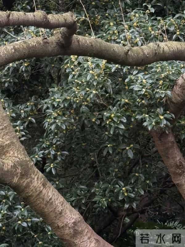 女演员李梦晒多道杭州美食,直呼“好久没吃这么多”