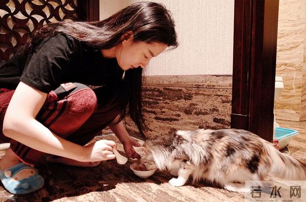 刘亦菲:我是为了猫咪而工作的!家里后院竟养50多只流浪猫