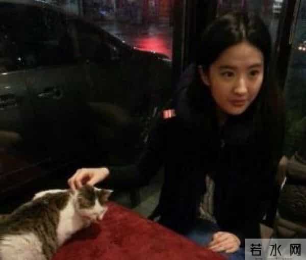 刘亦菲:我是为了猫咪而工作的!家里后院竟养50多只流浪猫