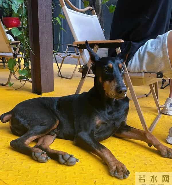 50岁乐嘉定居云南，牵着大狗外出，坐在路边看手机，生活非常悠闲