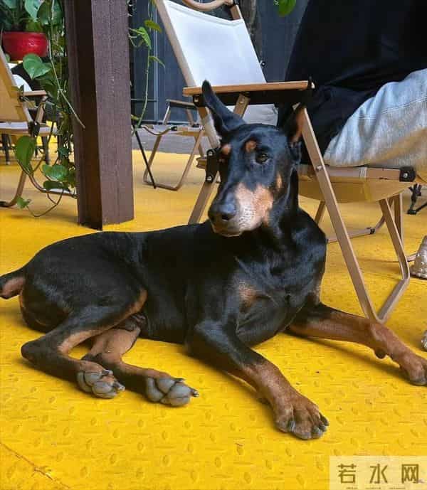 50岁乐嘉定居云南，牵着大狗外出，坐在路边看手机，生活非常悠闲