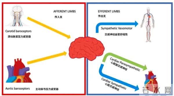 这种让泫雅在舞台上晕倒的病,也让很多上班族在地铁突然晕倒
